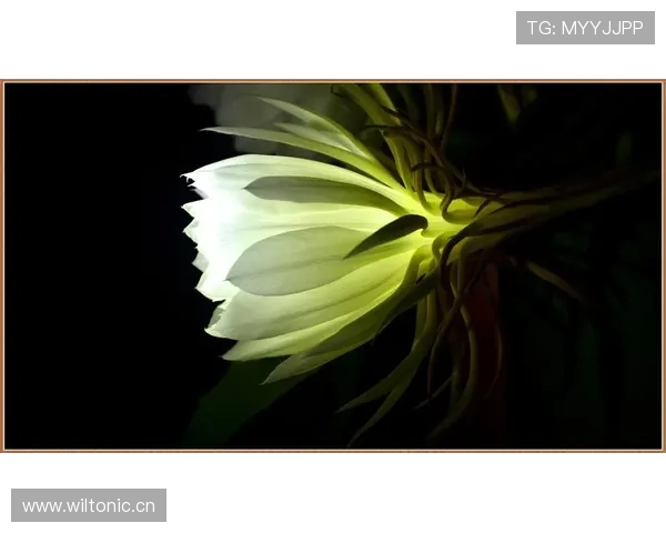 杜埃新星表现稳定性分析：是否昙花一现